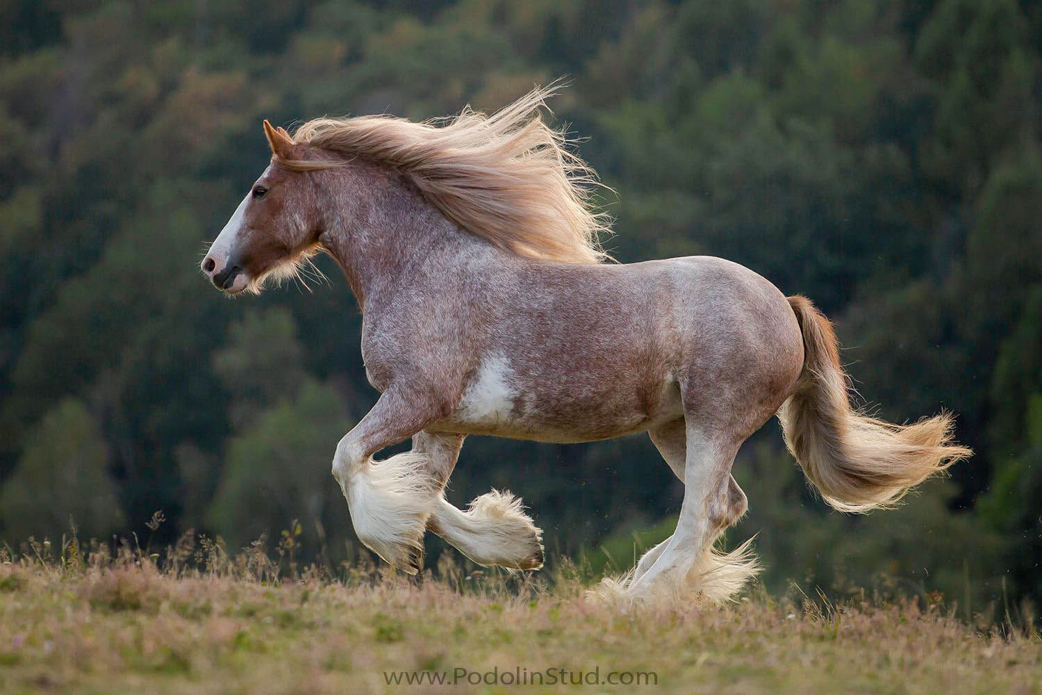 Lady Marmalade - Gypsy Cob Broodmare